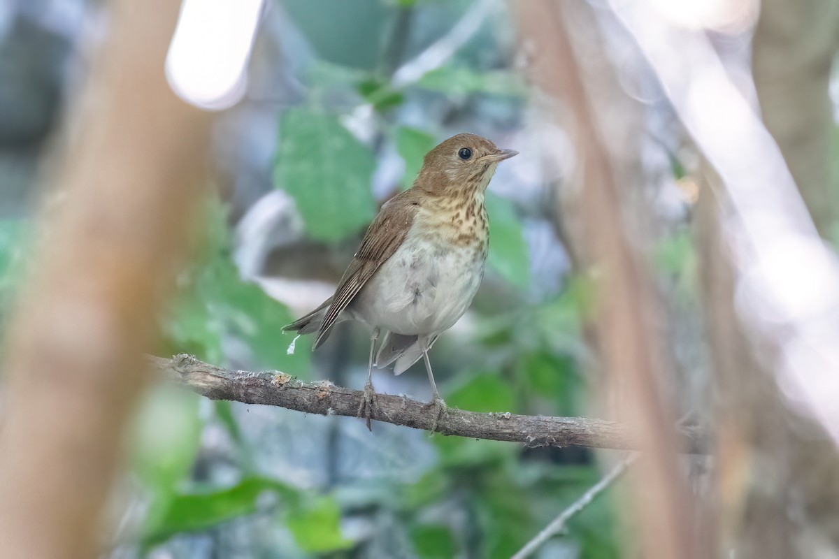Veery - ML621083501