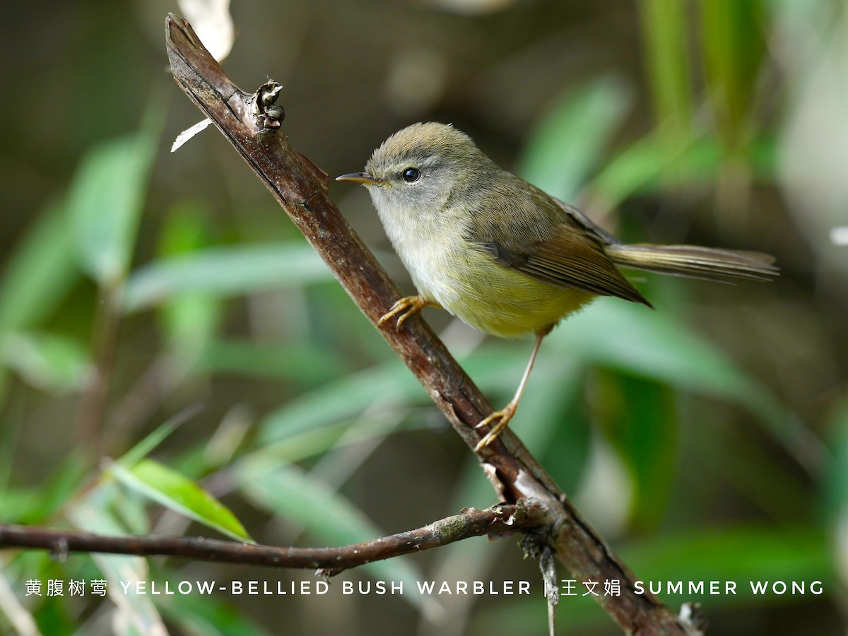 Yellowish-bellied Bush Warbler - ML621083530