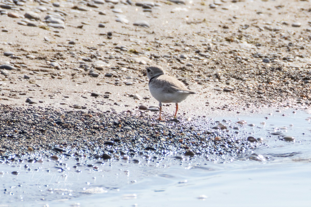 Piping Plover - ML621083535
