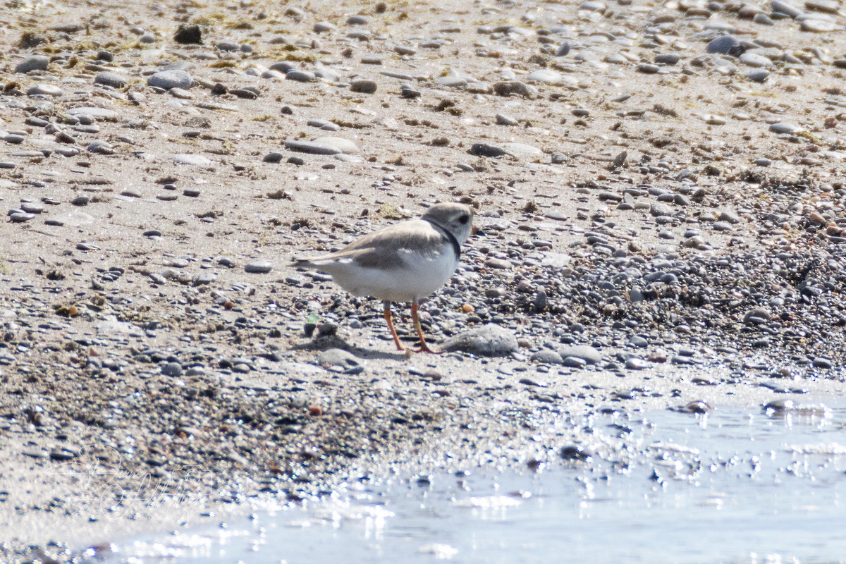 Piping Plover - ML621083536