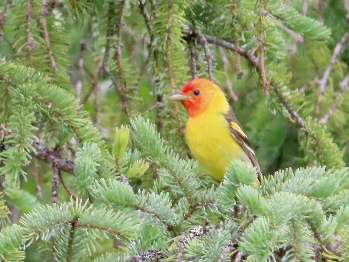 Western Tanager - ML621083610