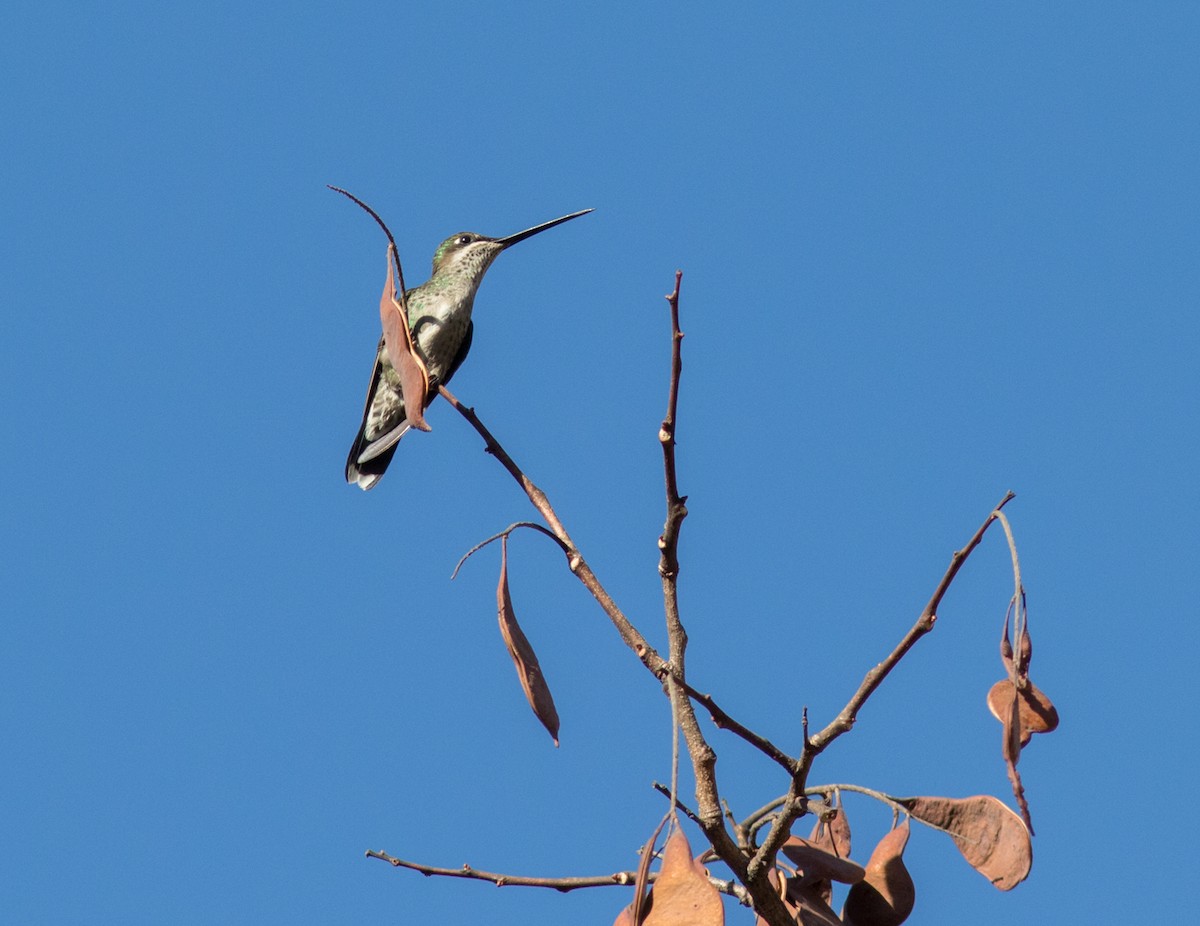 kolibřík fialovolímcový - ML621083638