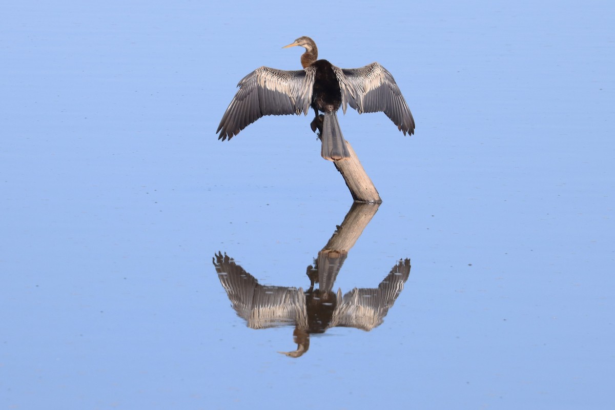 Anhinga Americana - ML621083664