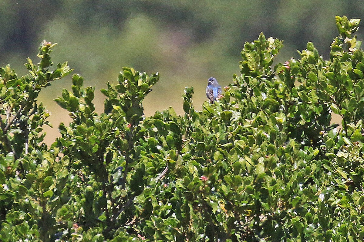 Indigo Bunting - Joan Tisdale