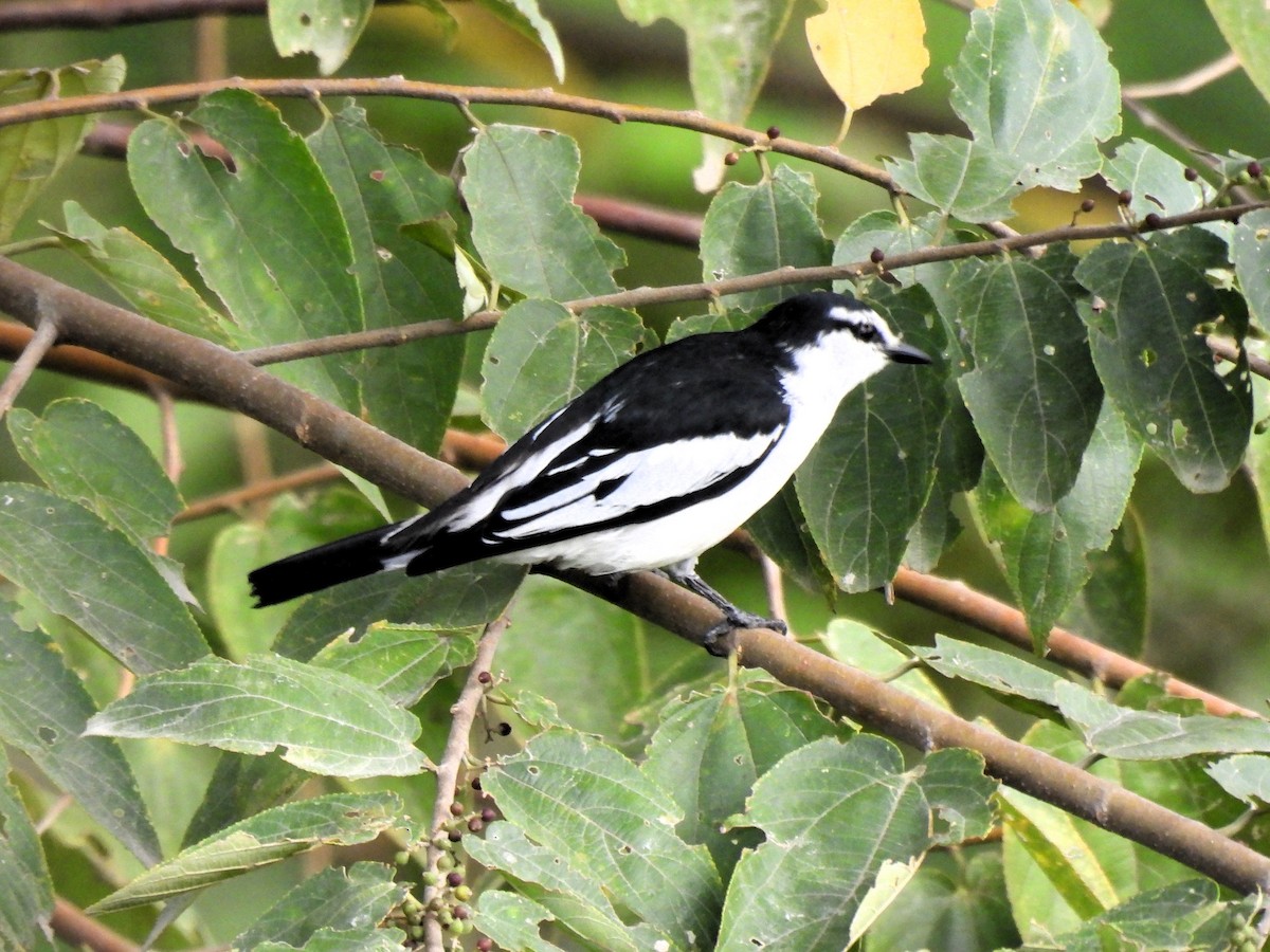 White-rumped Triller - Tuck Hong Tang