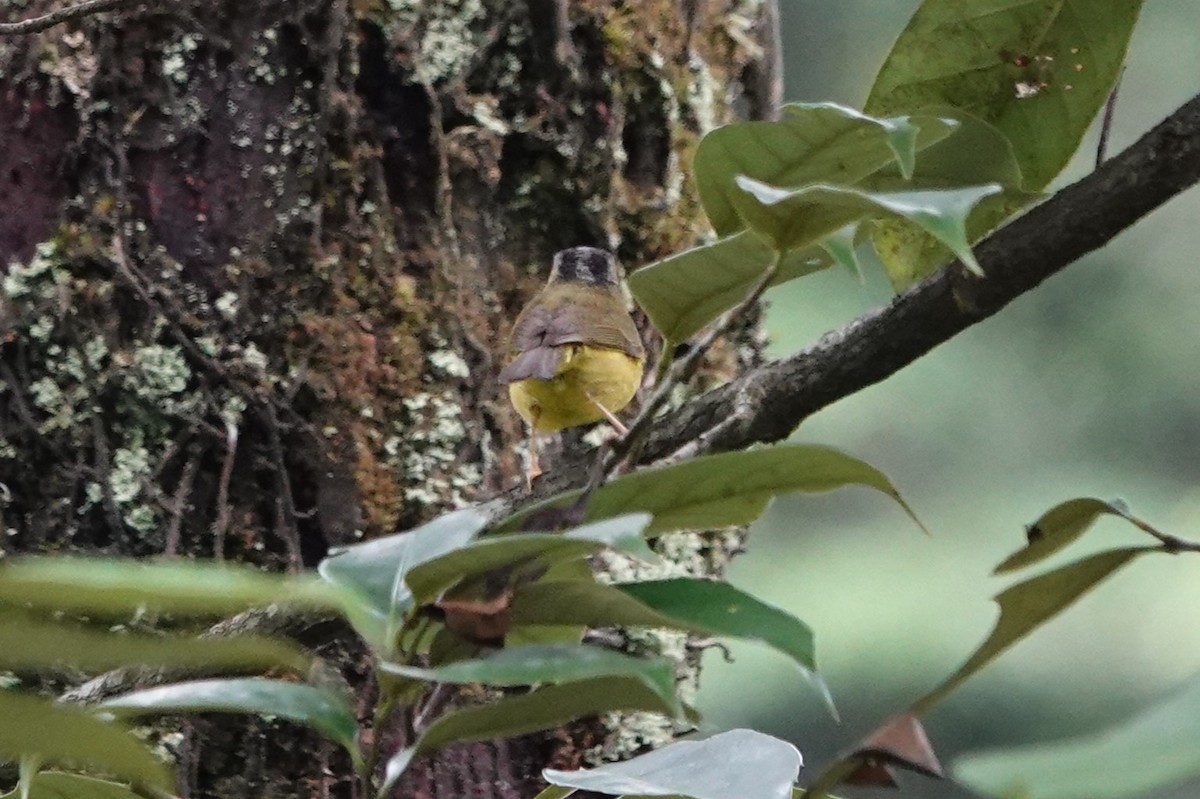 Gray-crowned Warbler - ML621083710