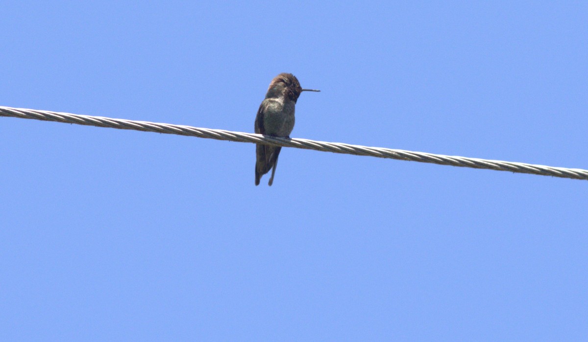 Anna's Hummingbird - ML621083716