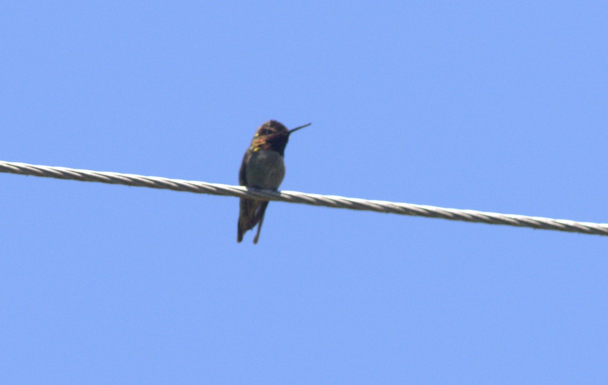 Anna's Hummingbird - ML621083723