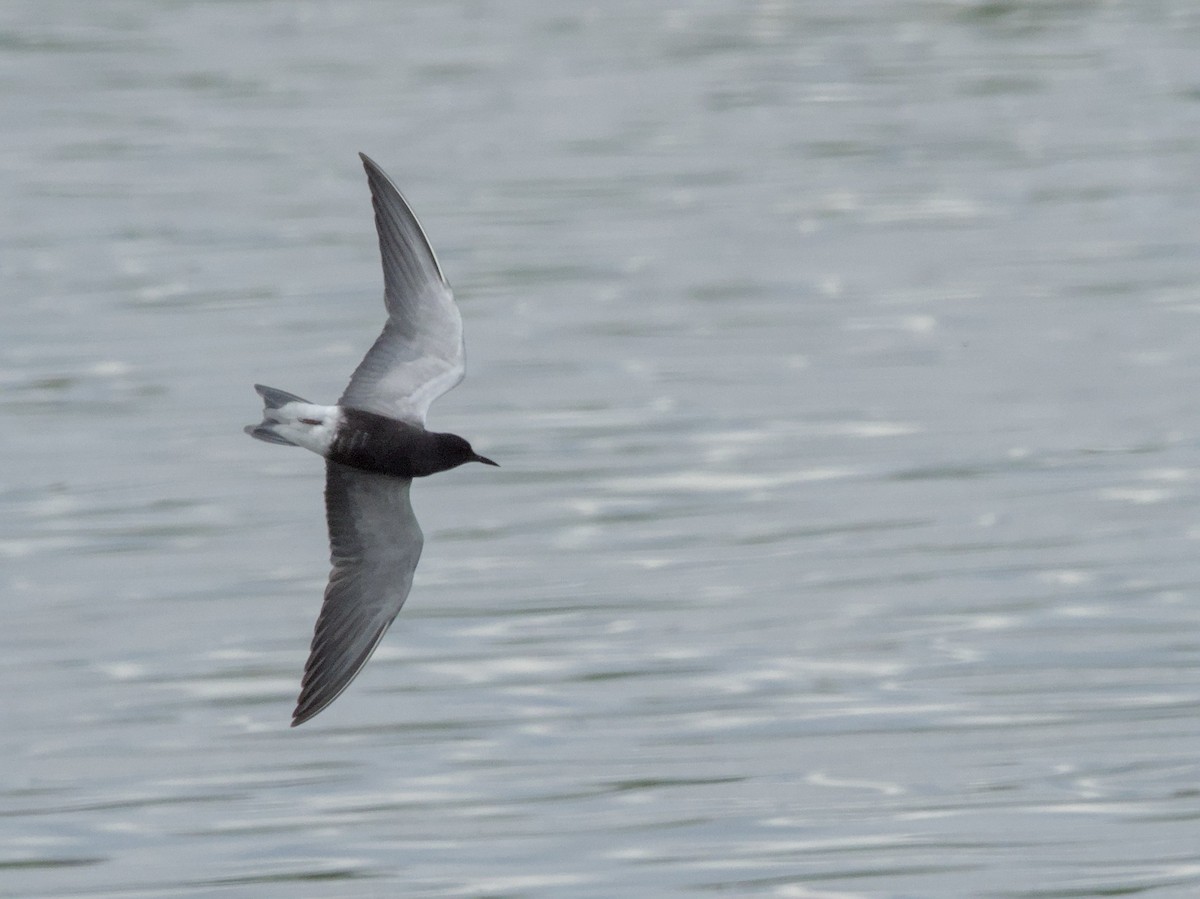Black Tern - Justin de Vlieg