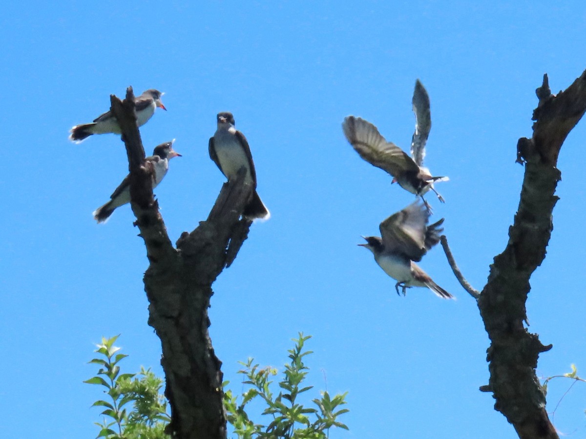 Eastern Kingbird - ML621083765