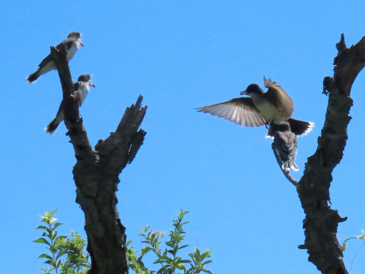 Eastern Kingbird - ML621083766