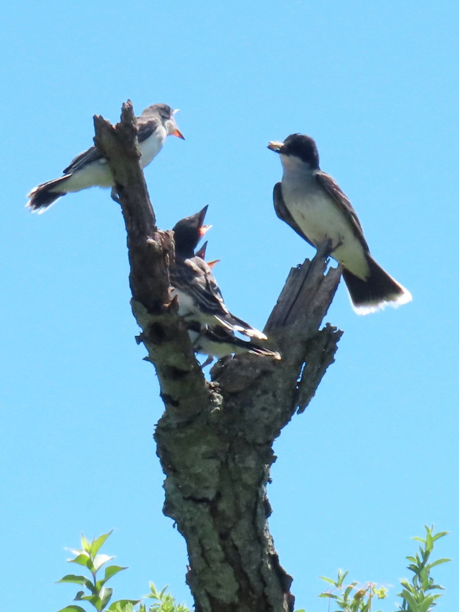 Eastern Kingbird - ML621083767