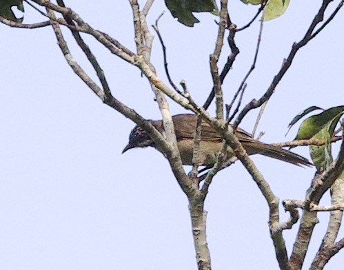 Streak-headed Honeyeater - ML621083803