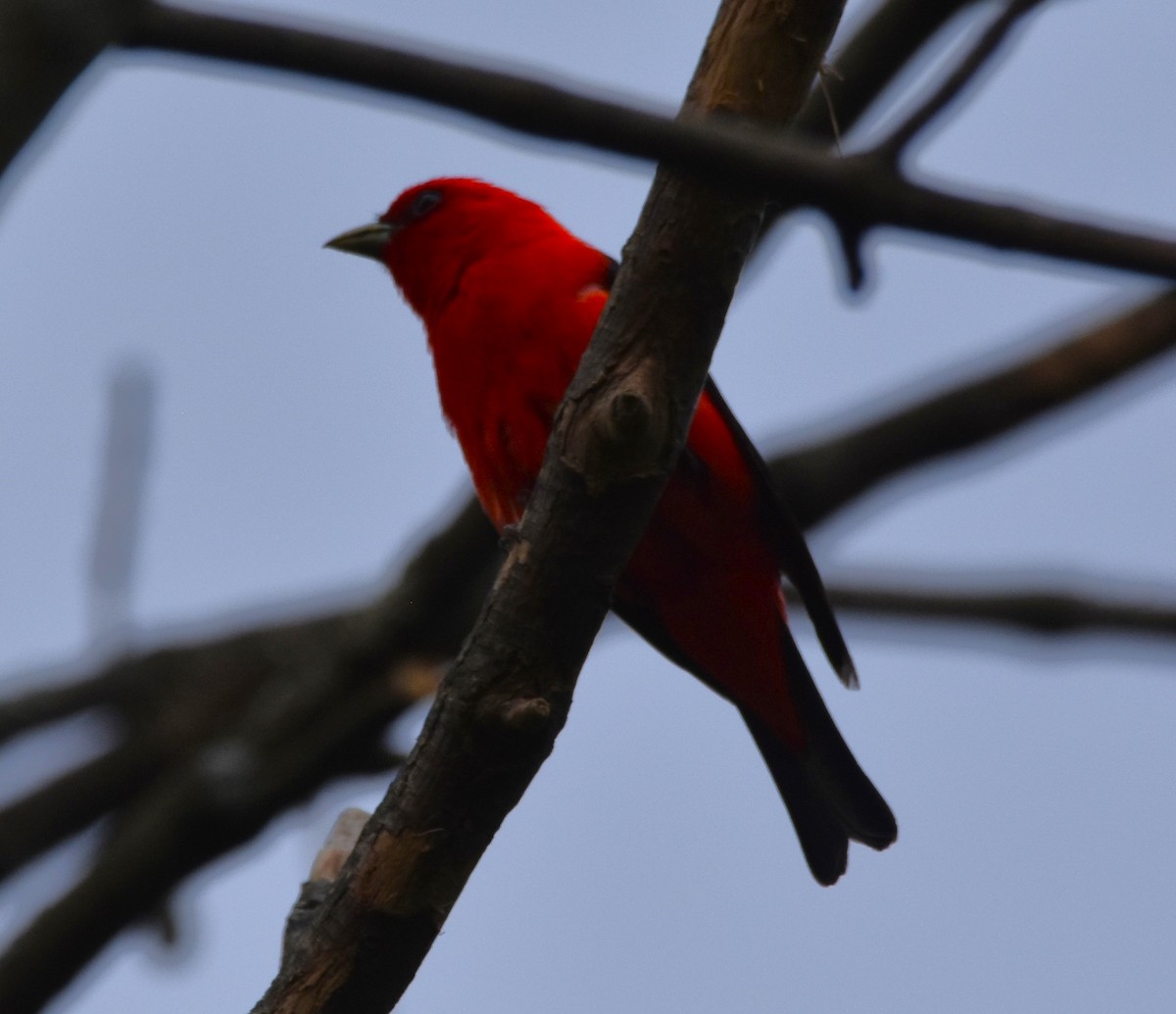 Scarlet Tanager - ML621083851