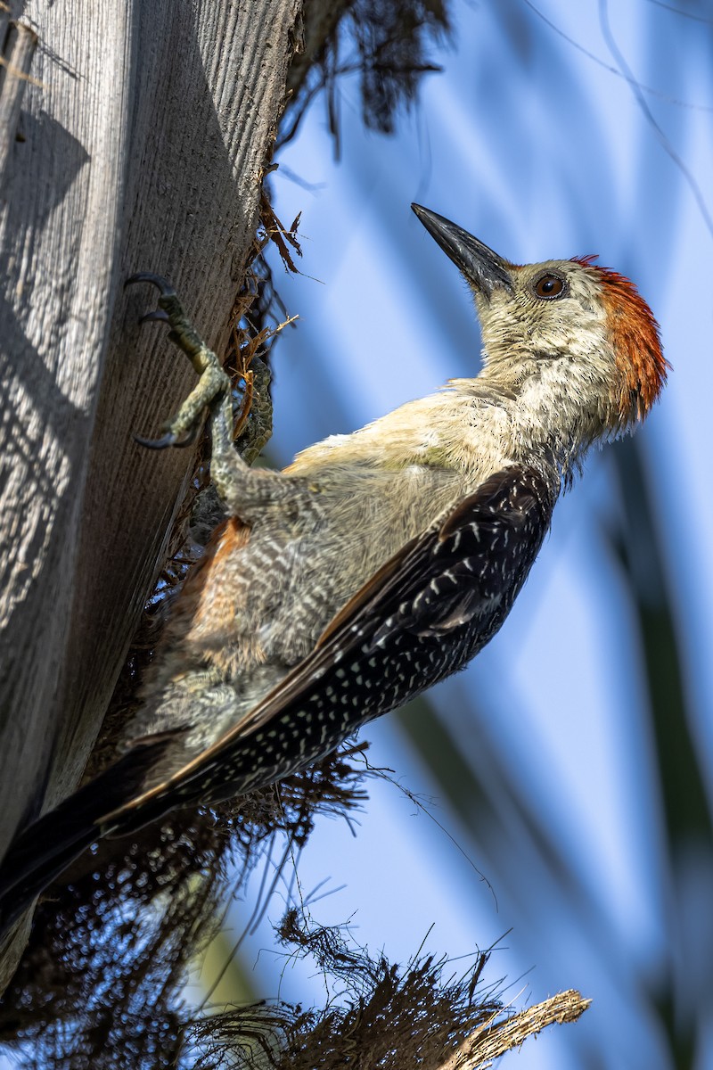 Yucatan Woodpecker - ML621083855