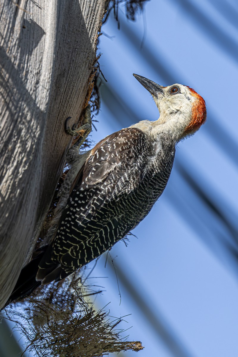 Yucatan Woodpecker - ML621083857