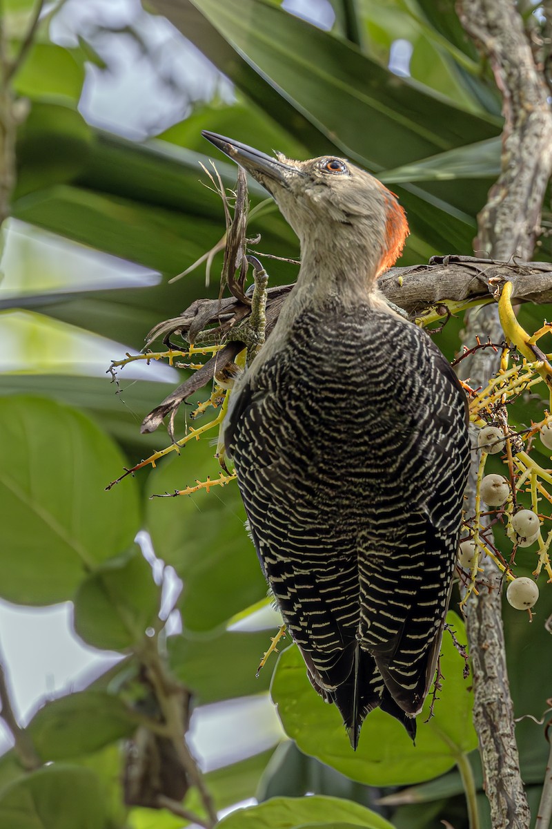 Yucatan Woodpecker - ML621083859