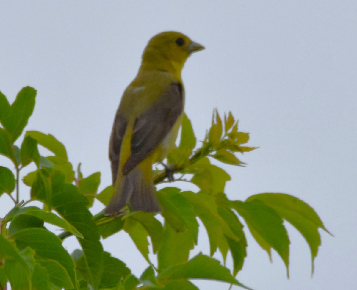 Scarlet Tanager - ML621083861