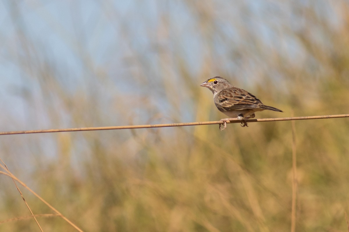 Grassland Sparrow - ML621083863