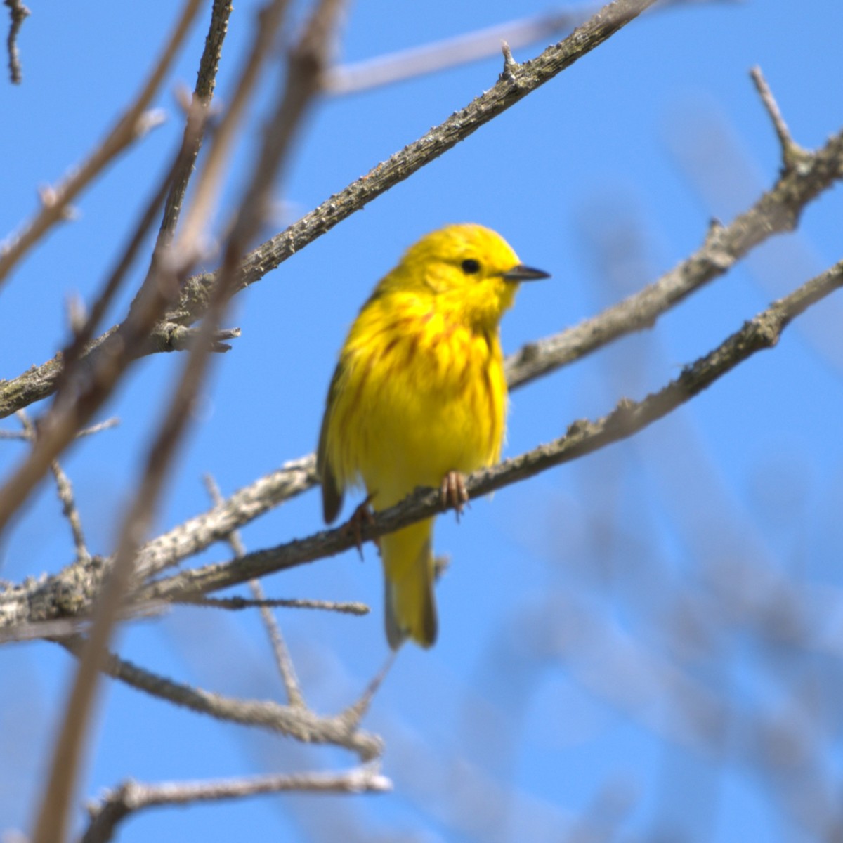 Yellow Warbler - Andrew Stadnyk