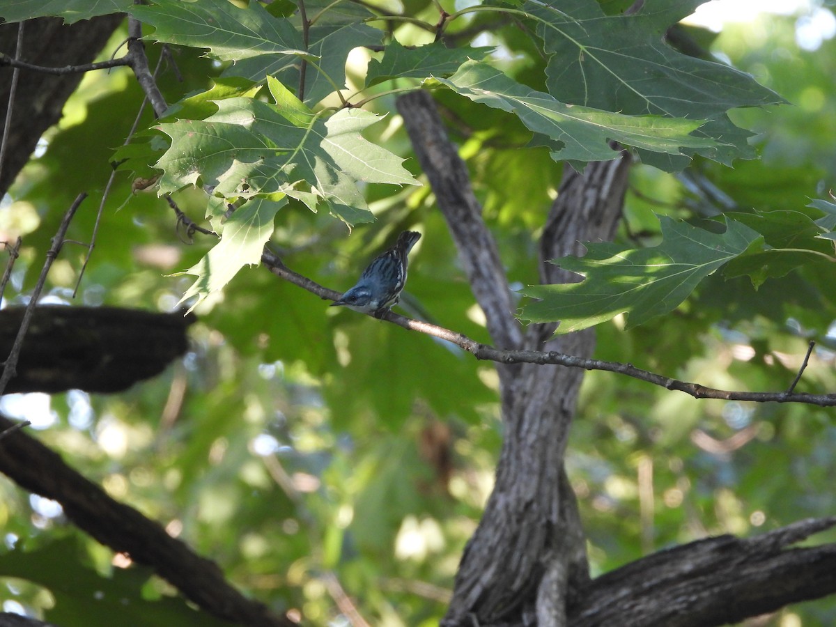 Cerulean Warbler - ML621083890
