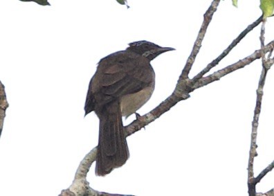 Streak-headed Honeyeater - ML621083901