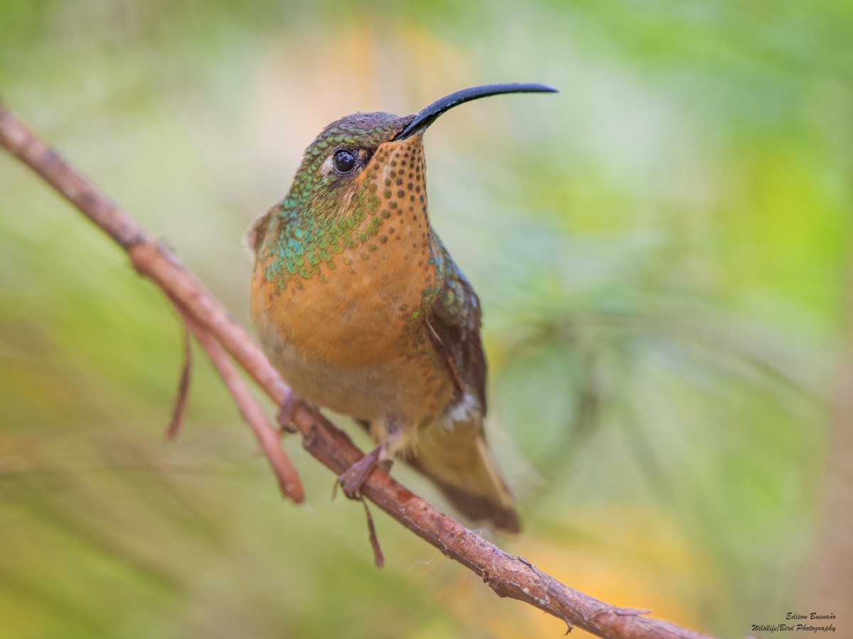 kolibřík aksamitový - ML621083903
