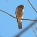 Roadside Hawk - ML621083912