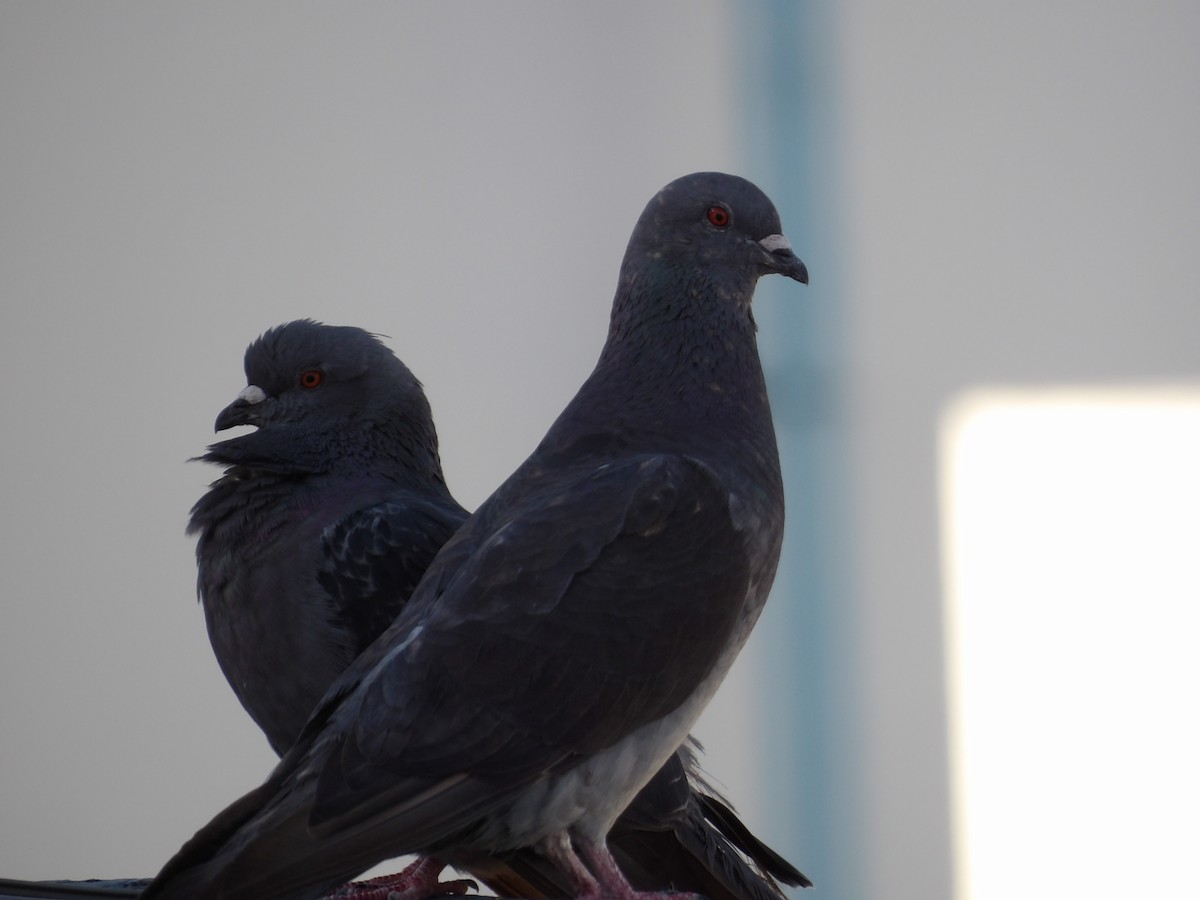 Rock Pigeon (Feral Pigeon) - ML621083913