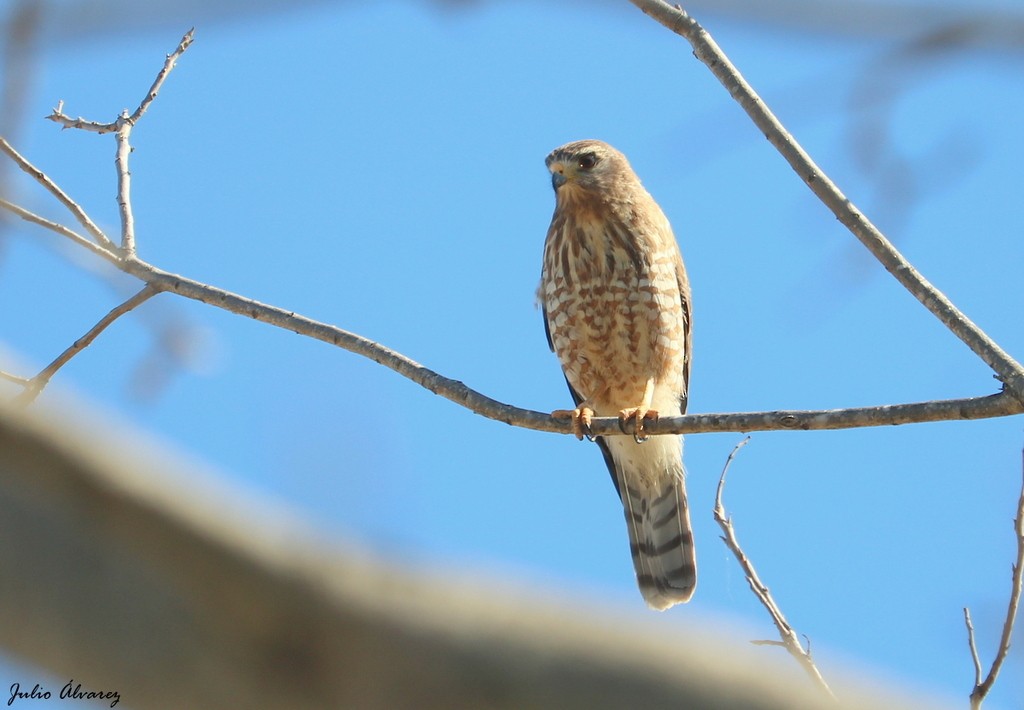 Roadside Hawk - ML621083915