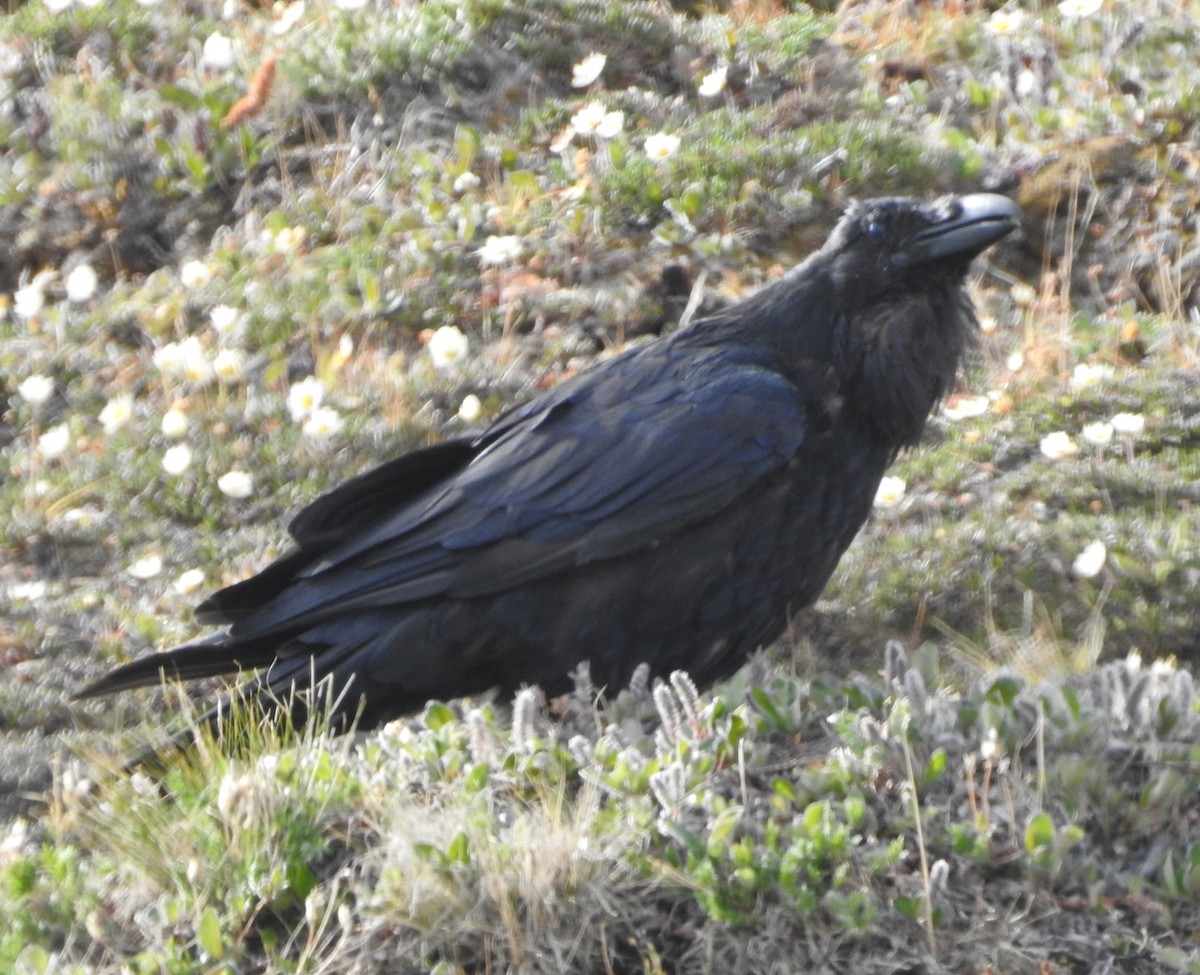Common Raven - ML621083937