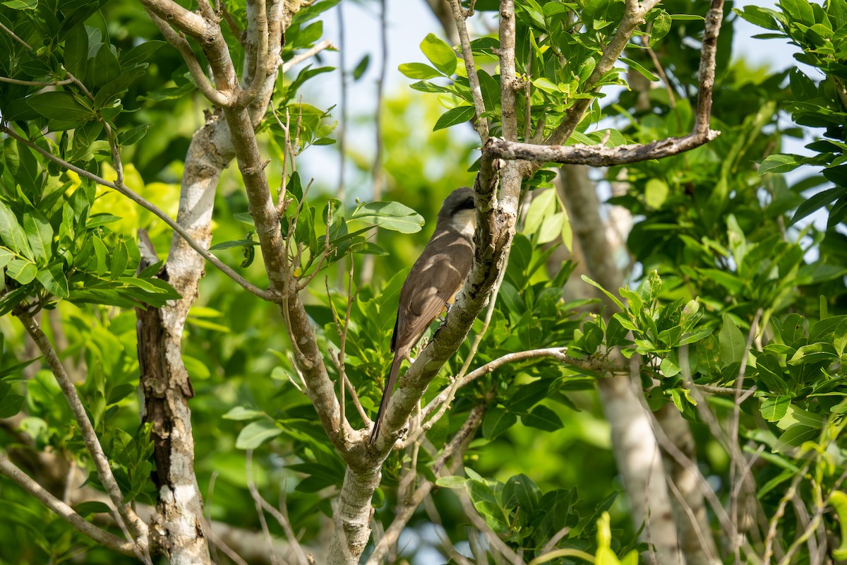 Mangrove Cuckoo - ML621083948