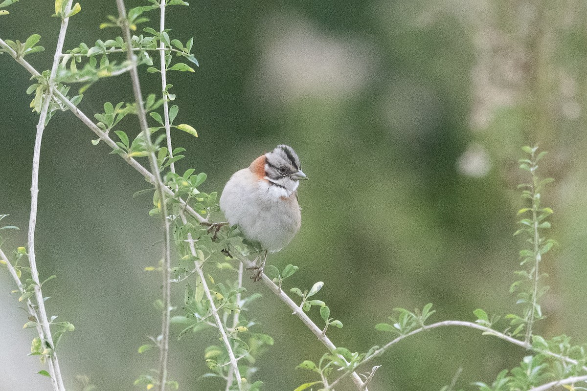 Rufous-collared Sparrow - ML621083952