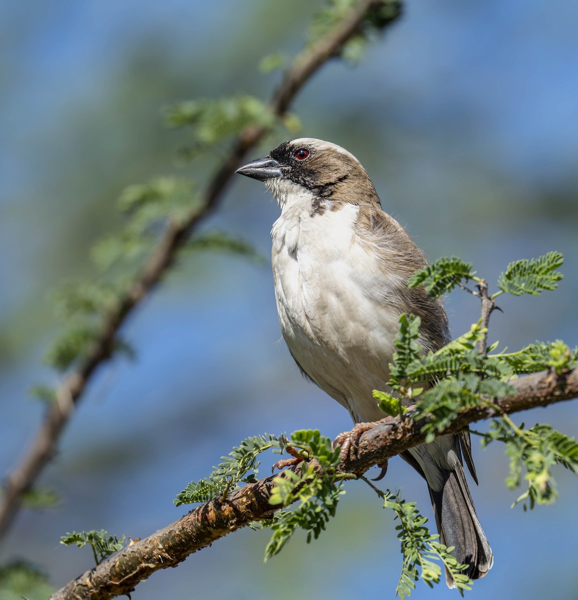 White-browed Sparrow-Weaver - ML621083957