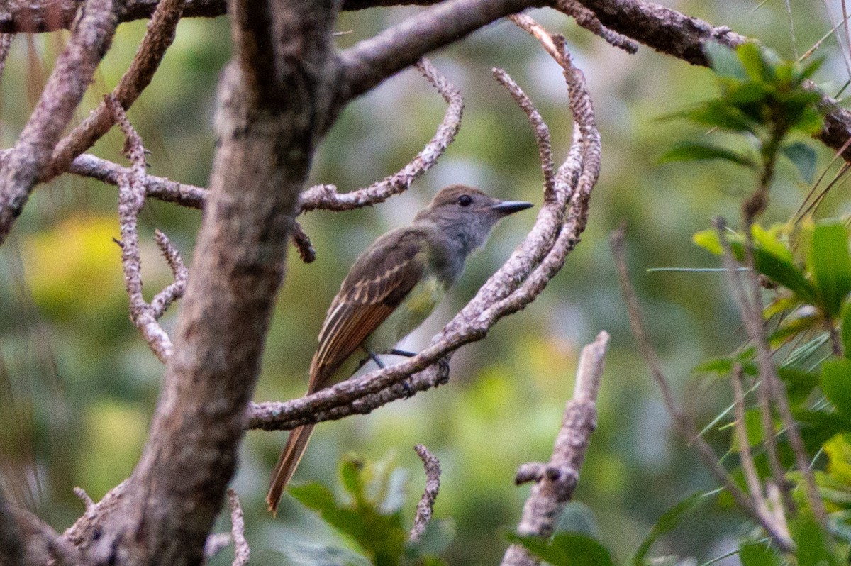 Great Crested Flycatcher - ML621083966