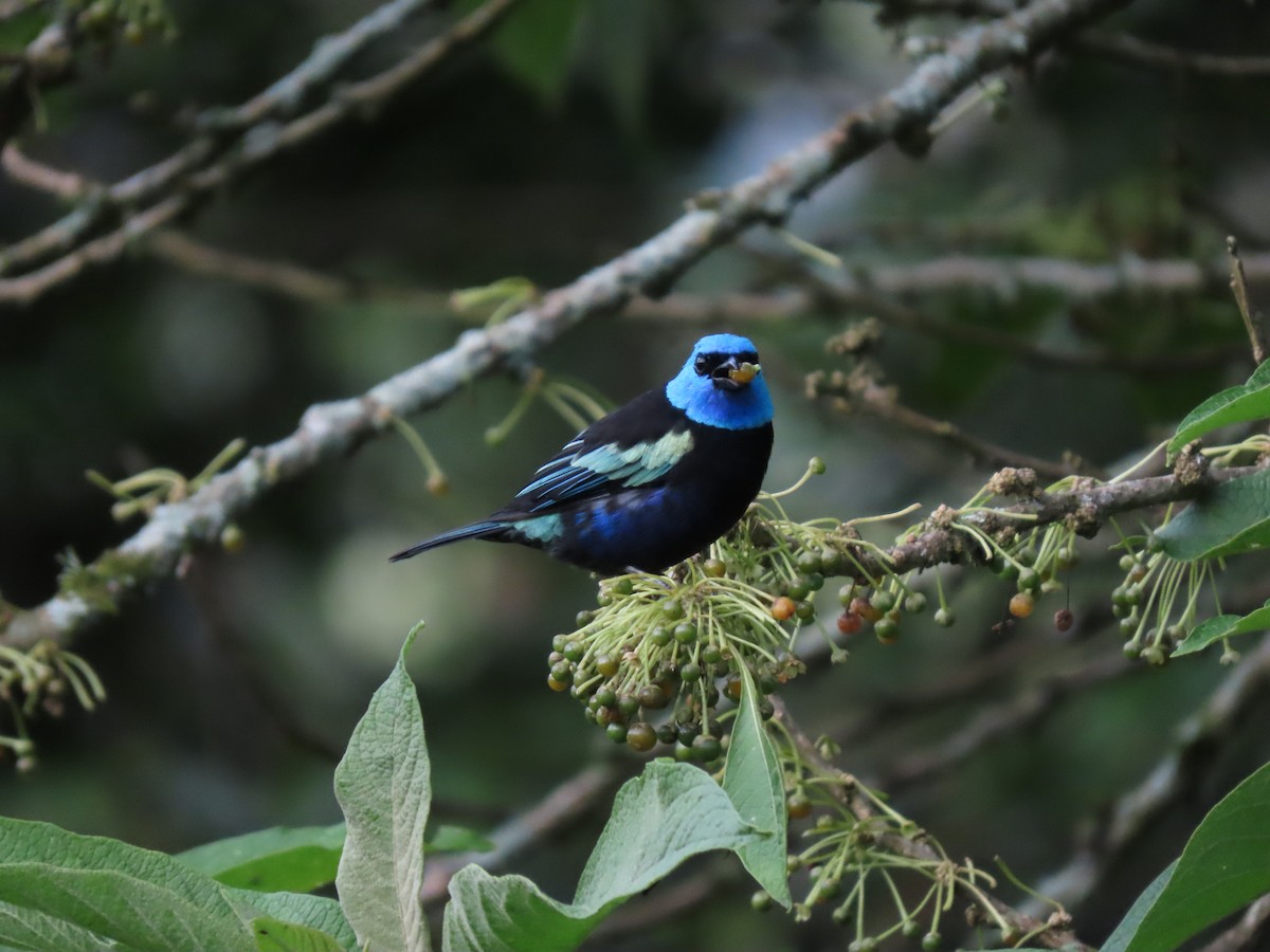 Blue-necked Tanager - ML621083981