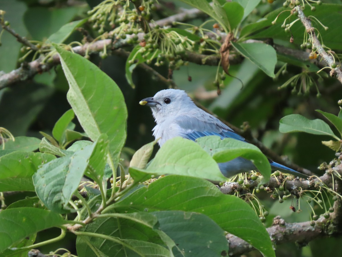 Blue-gray Tanager - ML621083987