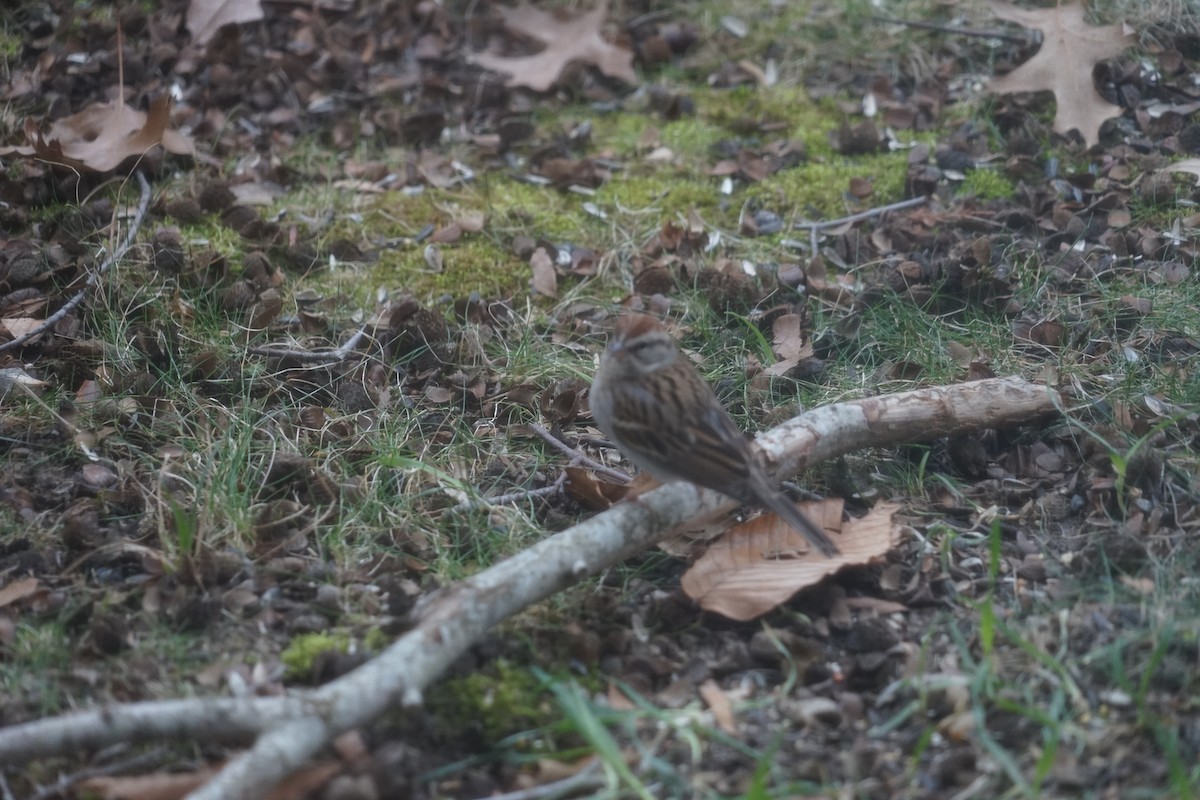 Chipping Sparrow - ML621083990