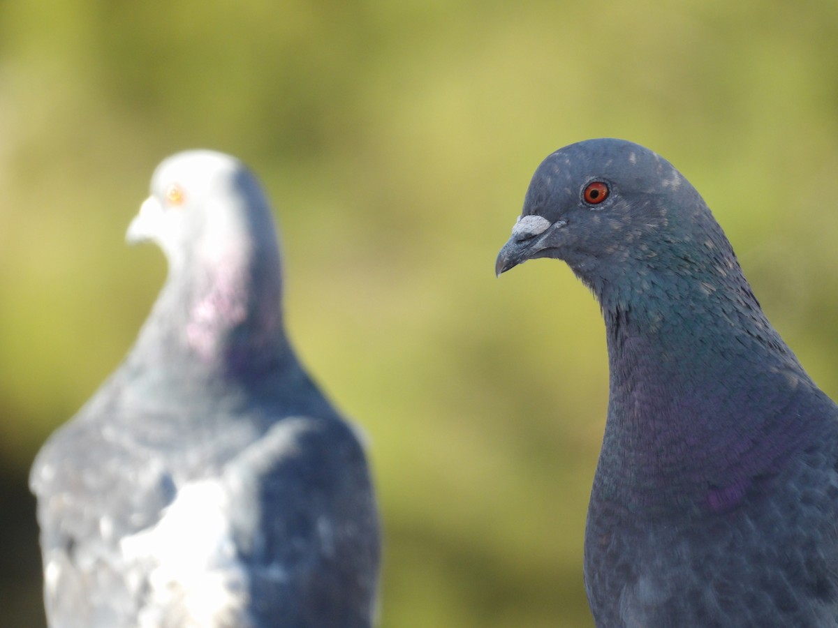 Rock Pigeon (Feral Pigeon) - ML621083994