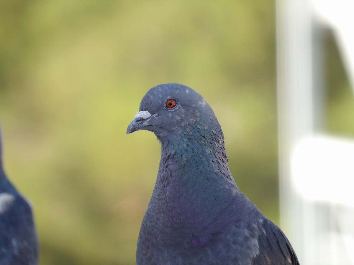 Rock Pigeon (Feral Pigeon) - ML621084013