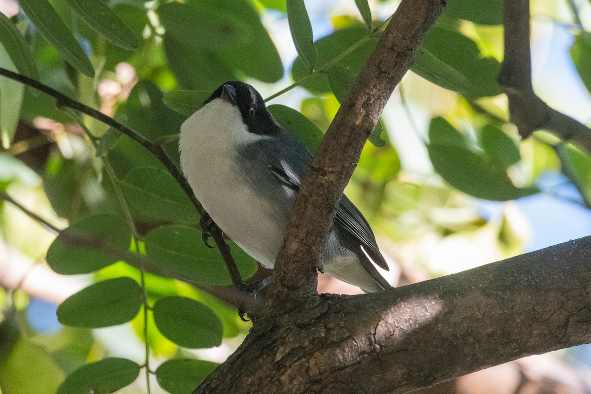 Black-capped Warbling Finch - ML621084047