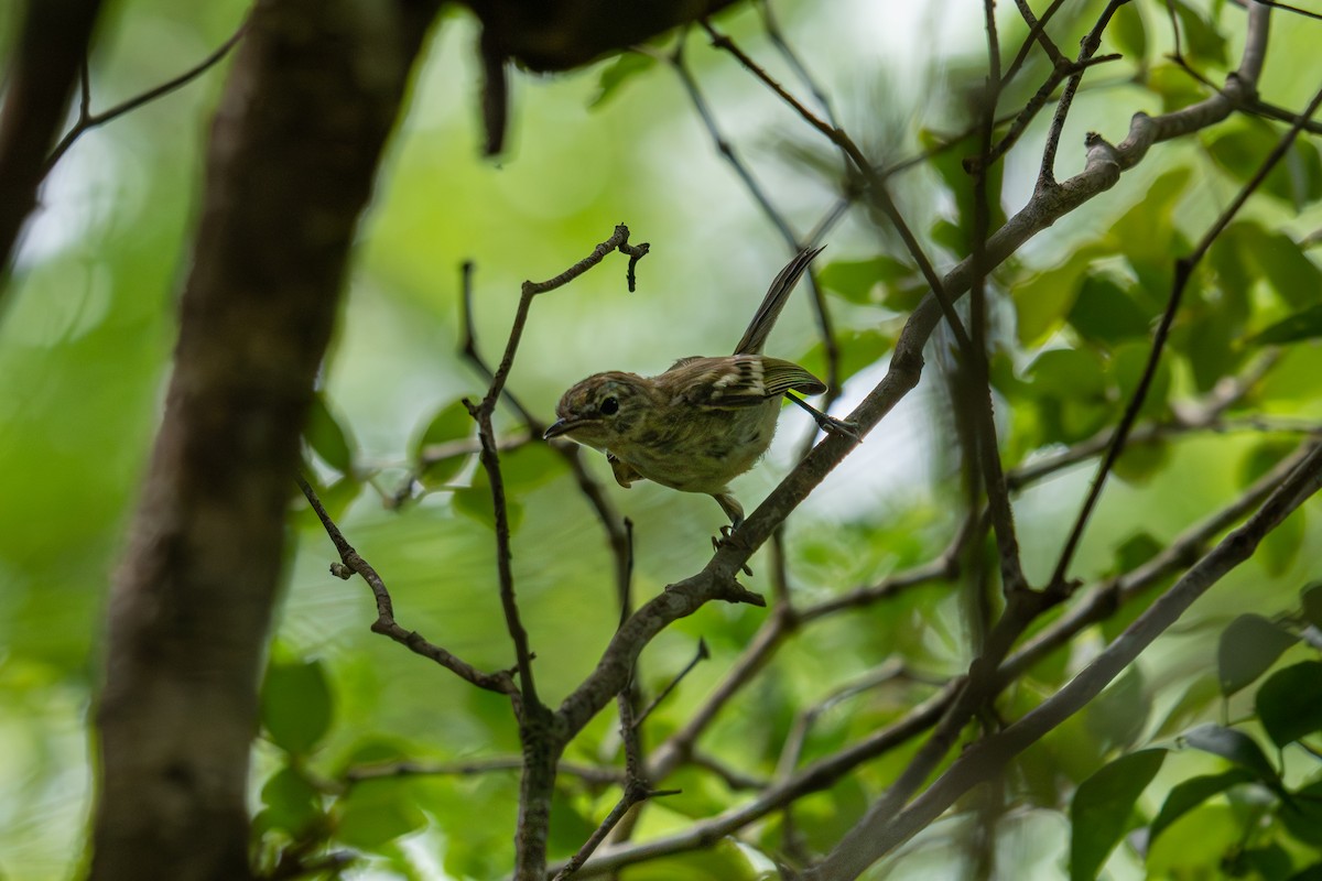 Flat-billed Vireo - ML621084067