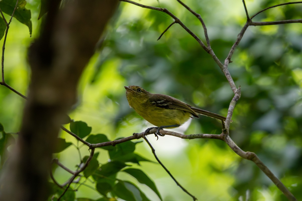 Flat-billed Vireo - ML621084068