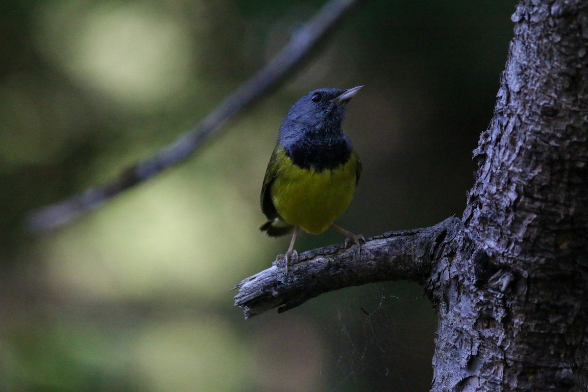 Mourning Warbler - Ian Carlsen