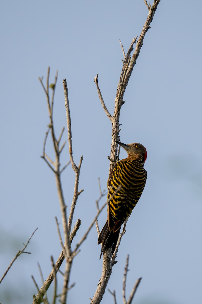 Hispaniolan Woodpecker - ML621084102