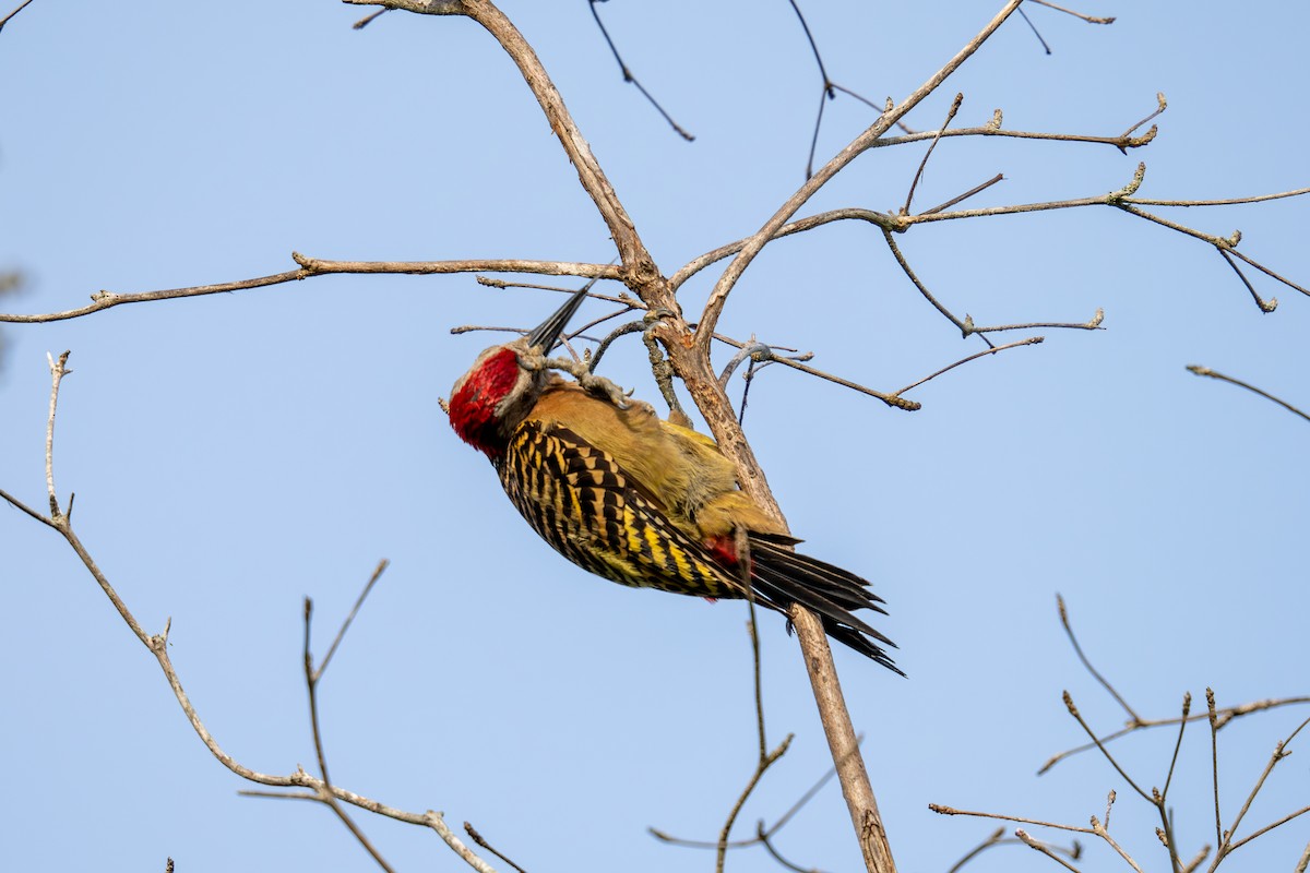 Hispaniolan Woodpecker - ML621084103