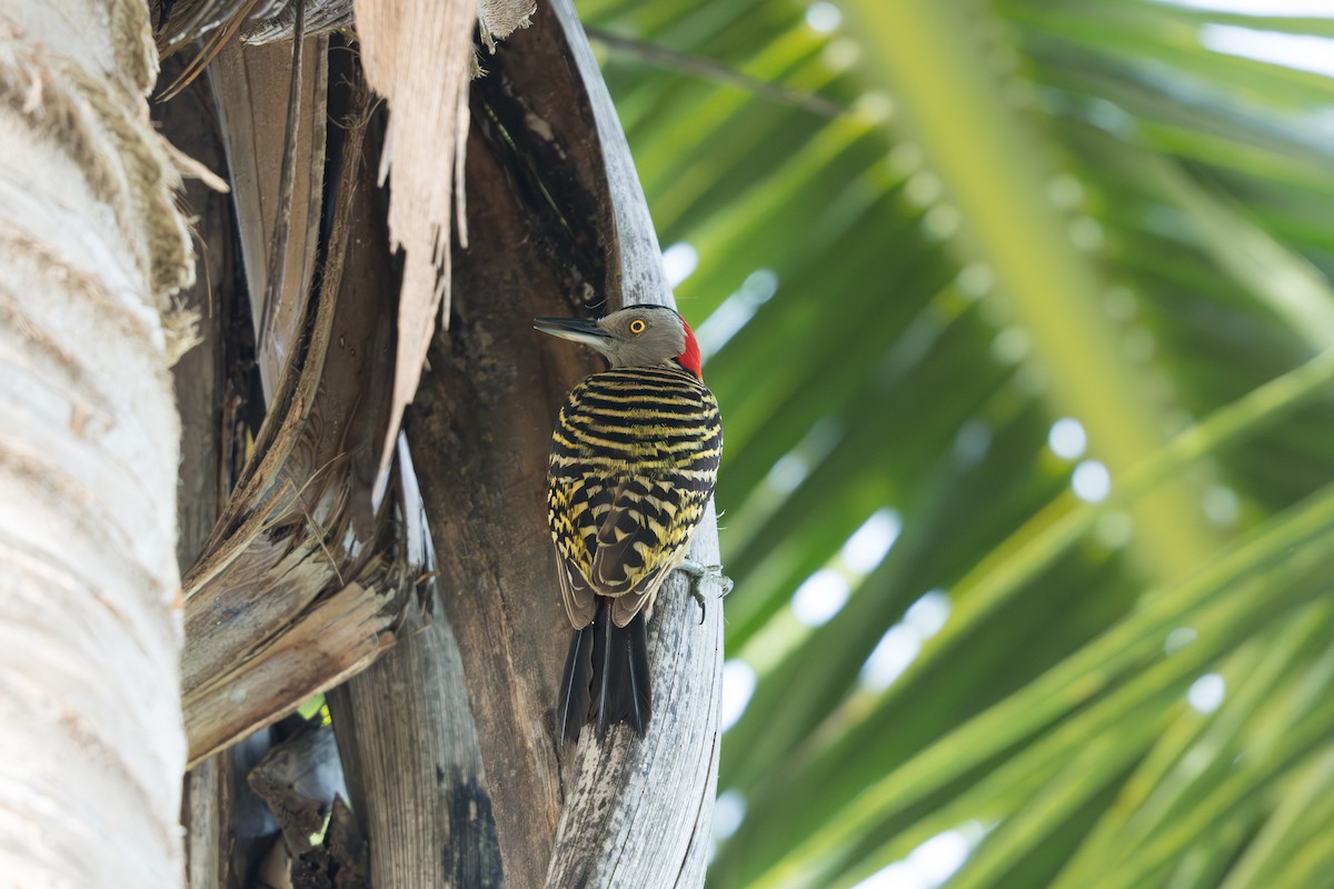 Hispaniolan Woodpecker - ML621084104