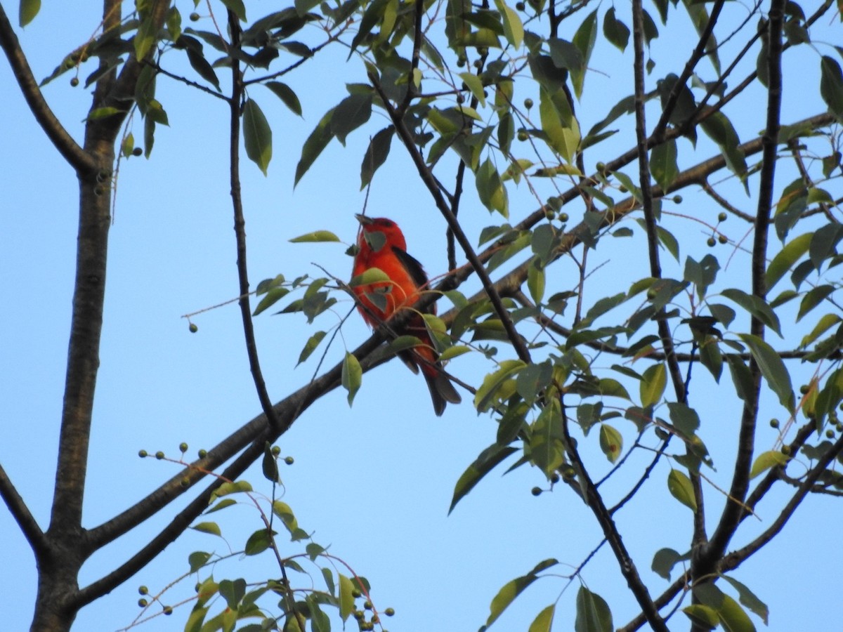 Scarlet Tanager - ML621084115