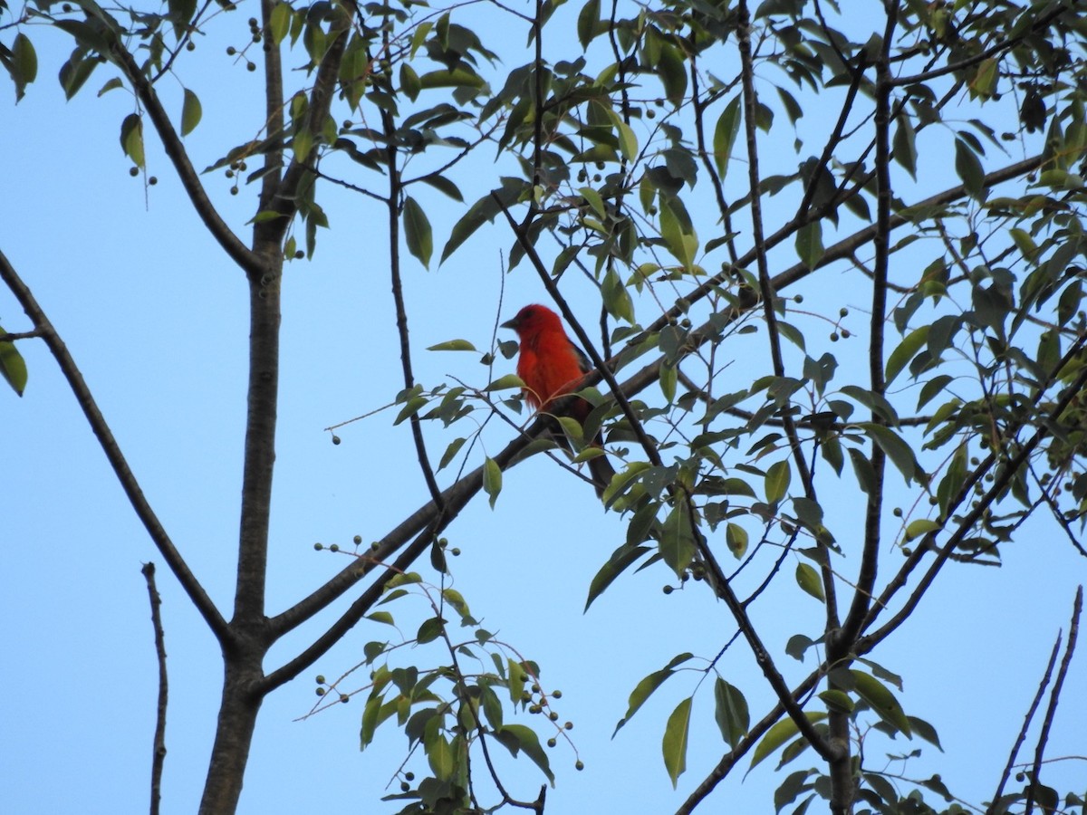 Scarlet Tanager - ML621084116