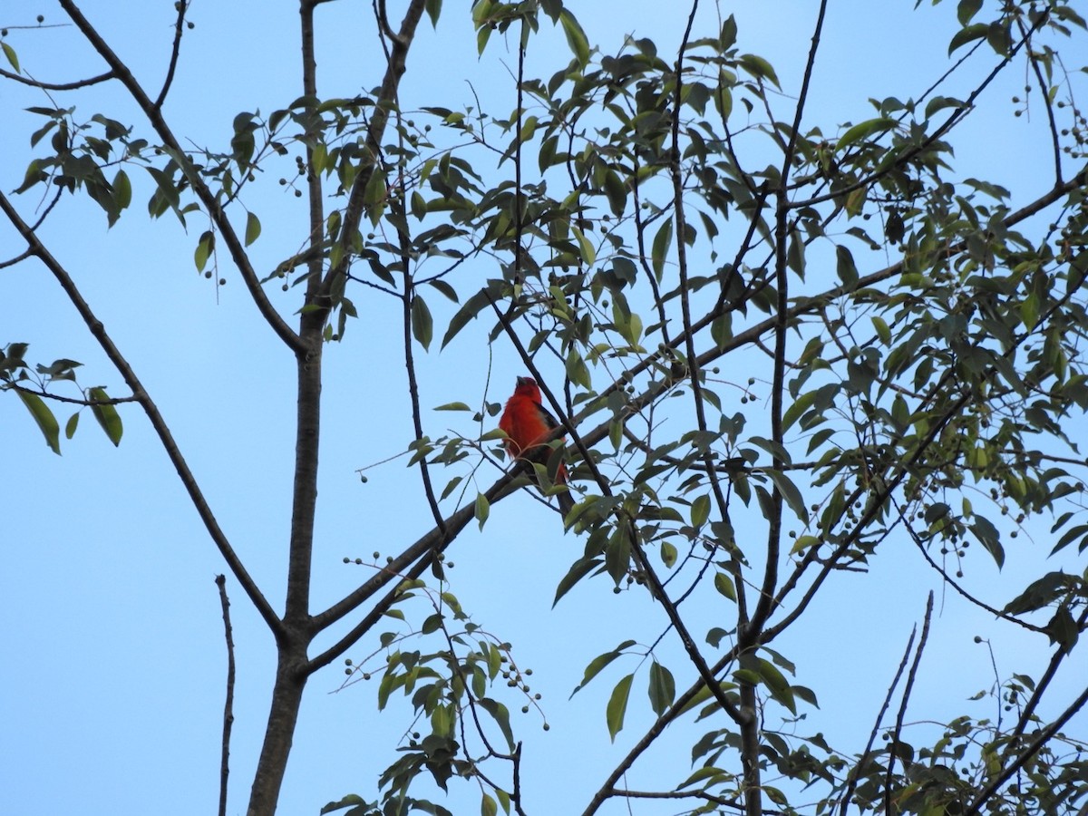 Scarlet Tanager - ML621084117